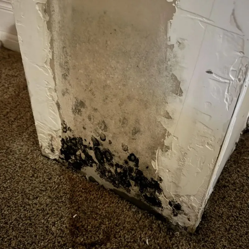 Professional Mold Removal in Thomasville, GA